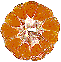 Mandarine