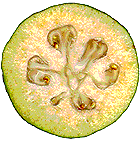 Feijoascheibe