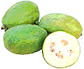 Feijoa