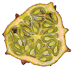 Kiwano aufgeschnitten