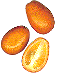 Kumquat