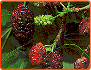 Schwarze Maulbeeren