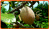 Sapote Mamey am Baum