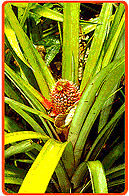 Ananaspflanze