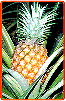 Reife Ananas an der Pflanze