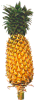 Ananas Victoria