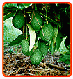 Avocadobaum
