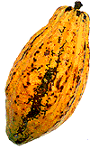 Kakaoschote