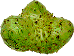 Wilde Cherimoya