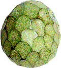 Cherimoya