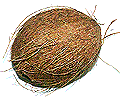 Reife Kokosnuß