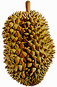 Durian