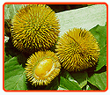 Mini-Durian