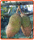 Durianzüchtung