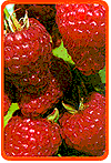 Himbeeren