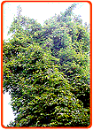 Passiflorapflanze
