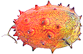 Kiwano