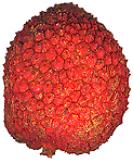 Litchi