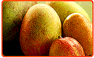 Mangos von den Antillen