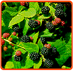 Strauch mit reifen Brombeeren