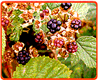 Strauch mit unreifen Brombeeren