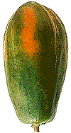 Papaya