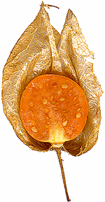 Physalis halbiert