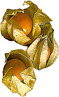 Physalis