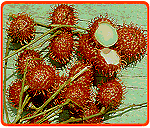 Rambutan an Zweigen