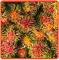 Rambutan