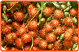 Rambutan