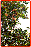 Sapotillenbaum
