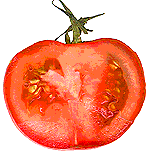 Tomate