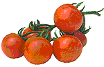 Strauchtomate